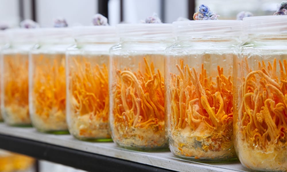 cordyceps militaris mushroom cultivation training